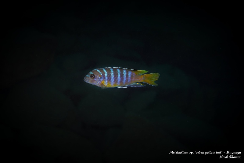 Maylandia sp. 'zebra yellow tail' Magunga